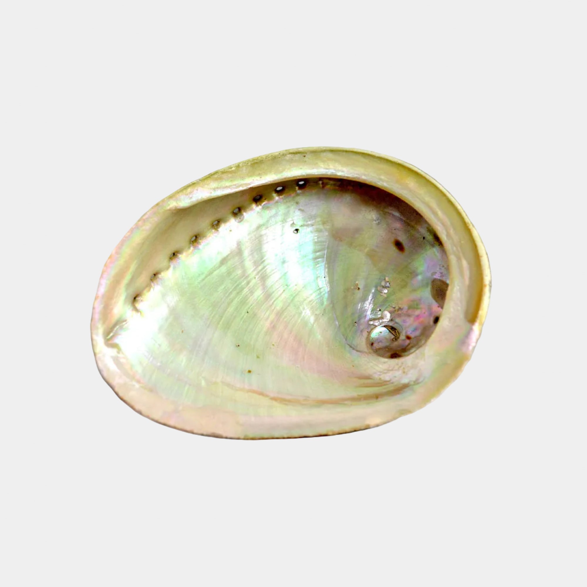 Abalone Smudge Shell