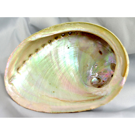 Abalone Smudge Shell
