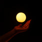 Lumi Pro LED Palms
