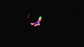 Lumi Pro LED Juggling Club